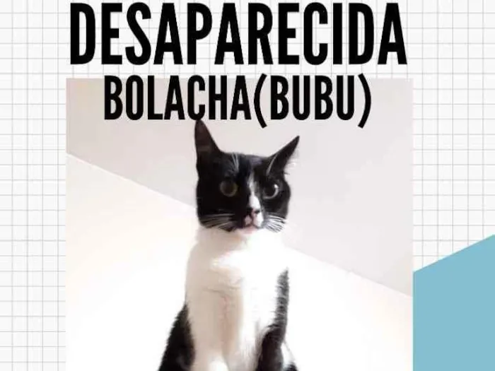 Gato ra a Vira lata idade 5 anos nome Bolacha (Bubu)