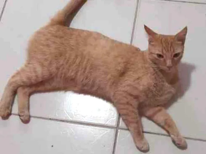 Gato ra a Vila lata  idade 2 anos nome Simba