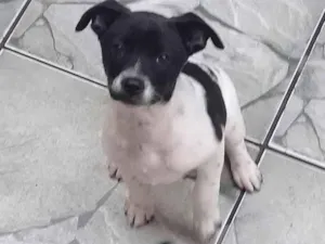 Cachorro raça SRD idade 2 a 6 meses nome Lilica 