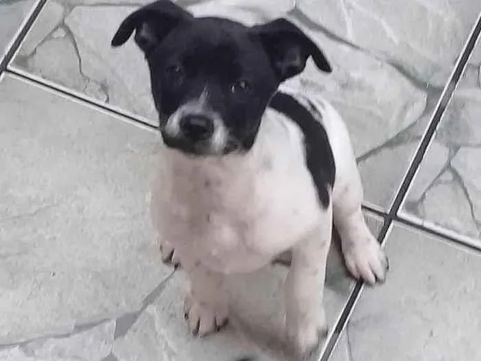 Cachorro ra a SRD idade 2 a 6 meses nome Lilica 