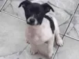 Lilica