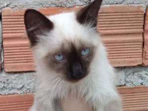 Gato raça VL idade 2 a 6 meses nome Hydra