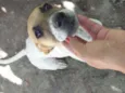 Bob