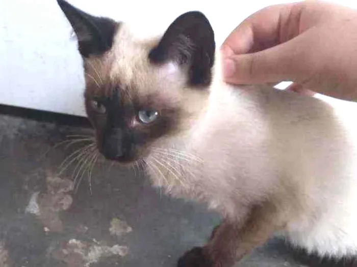 Gato ra a VL idade 2 a 6 meses nome Sem nome 