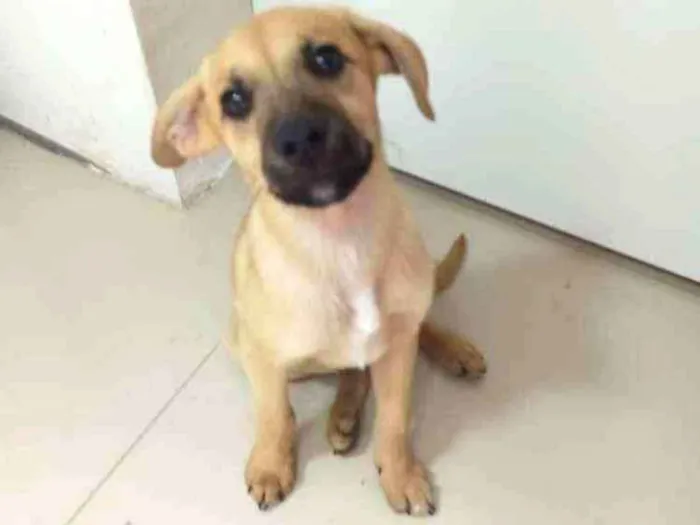 Cachorro raça SRD idade 2 a 6 meses nome Nick