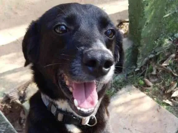 Cachorro ra a SRD-ViraLata idade 5 anos nome Luppi