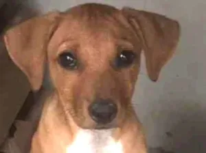 Cachorro raça  idade 2 a 6 meses nome Pepe