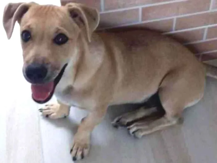 Cachorro ra a  idade 2 a 6 meses nome Duck 