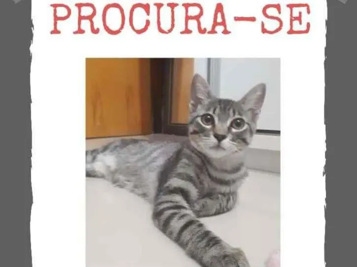 Gato ra a SRD-ViraLata idade 2 a 6 meses nome Salem