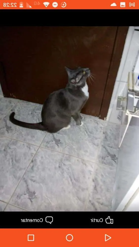 Gato ra a  idade 4 anos nome Zeus