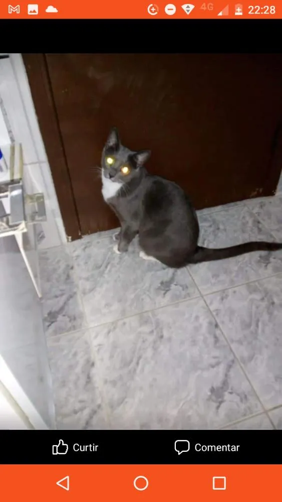 Gato ra a  idade 4 anos nome Zeus