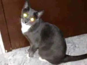 Gato raça  idade 4 anos nome Zeus