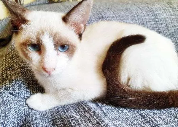 Gato raça SRD-ViraLata idade 2 a 6 meses nome CAMILA MIX