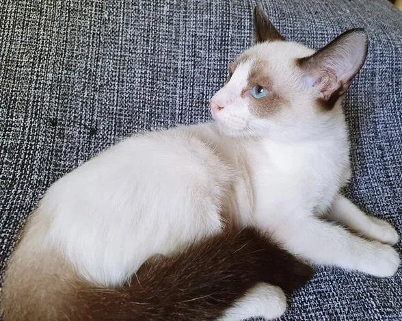 Gato raça SRD-ViraLata idade 2 a 6 meses nome CAMILA MIX