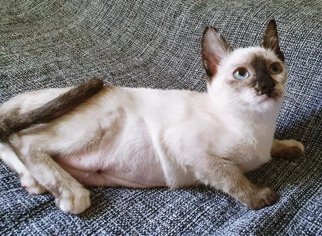 Gato raça SRD-ViraLata idade 2 a 6 meses nome LUCY MIX