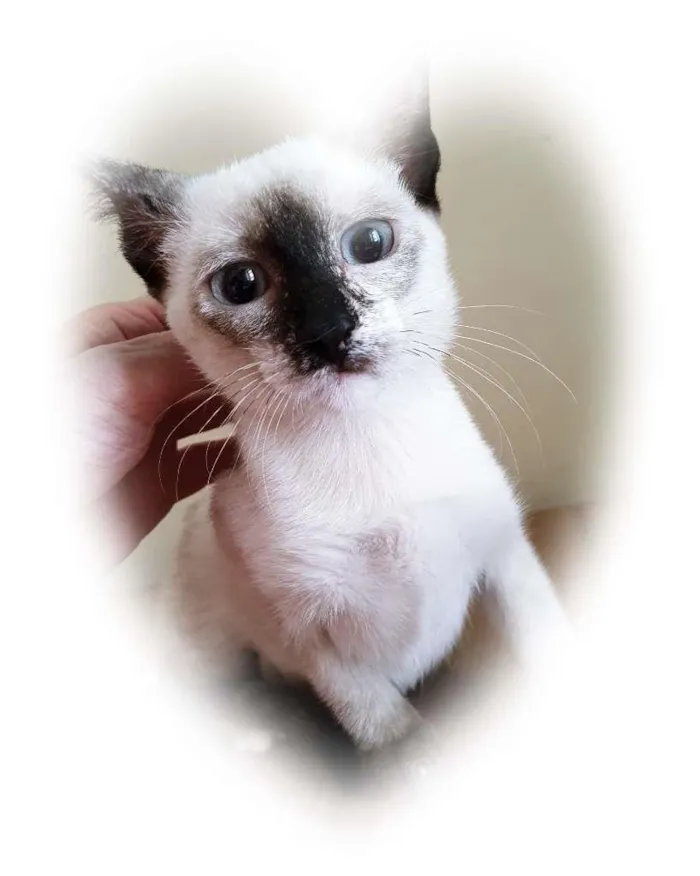 Gato raça SRD-ViraLata idade 2 a 6 meses nome LUCY MIX