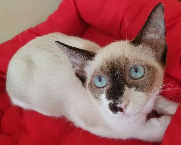 Gato raça SRD-ViraLata idade 2 a 6 meses nome ZEIME MIX