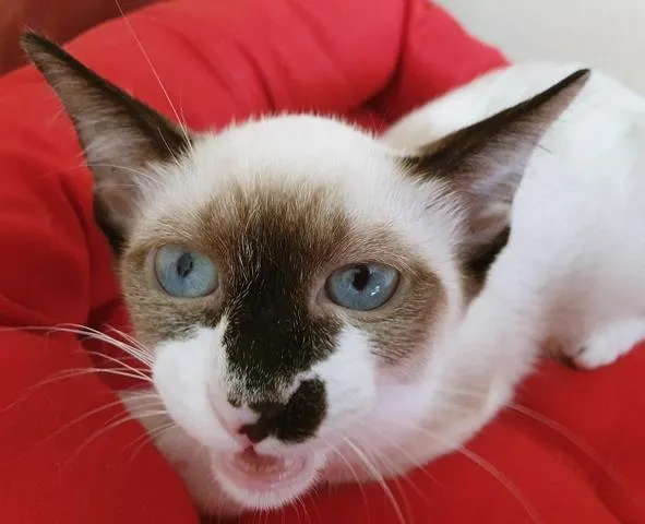 Gato raça SRD-ViraLata idade 2 a 6 meses nome ZEIME MIX