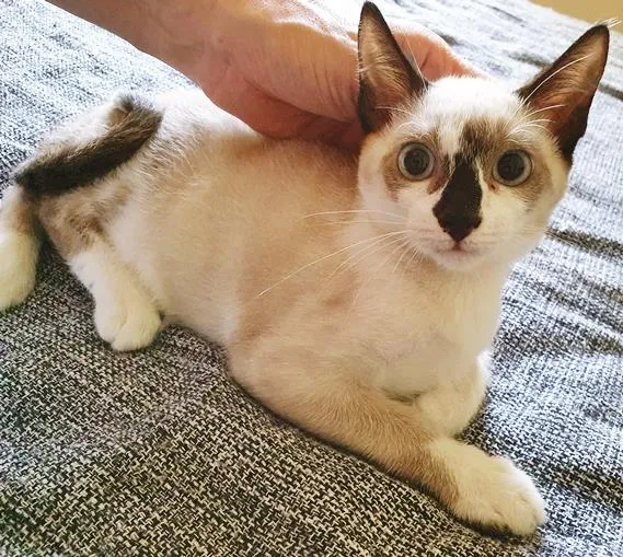 Gato raça SRD-ViraLata idade 2 a 6 meses nome ZITO MIX