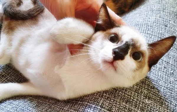 Gato raça SRD-ViraLata idade 2 a 6 meses nome ZITO MIX