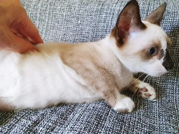 Gato raça SRD-ViraLata idade 2 a 6 meses nome ZITO MIX