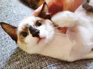 Gato raça SRD-ViraLata idade 2 a 6 meses nome ZITO MIX