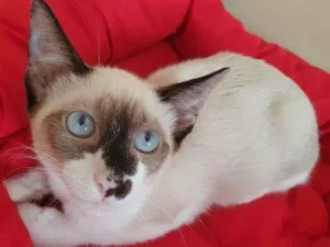 Gato raça SRD-ViraLata idade 2 a 6 meses nome ZEIME MIX