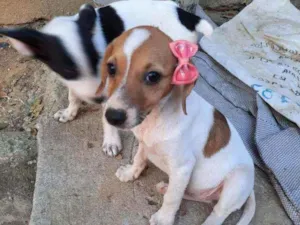 Cachorro raça Srd idade 2 a 6 meses nome Sem nome ainda
