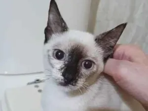 Gato raça SRD-ViraLata idade 2 a 6 meses nome LUCY MIX