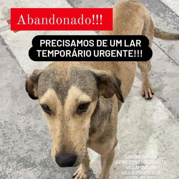 Cachorro ra a SRD idade 2 anos nome Bob