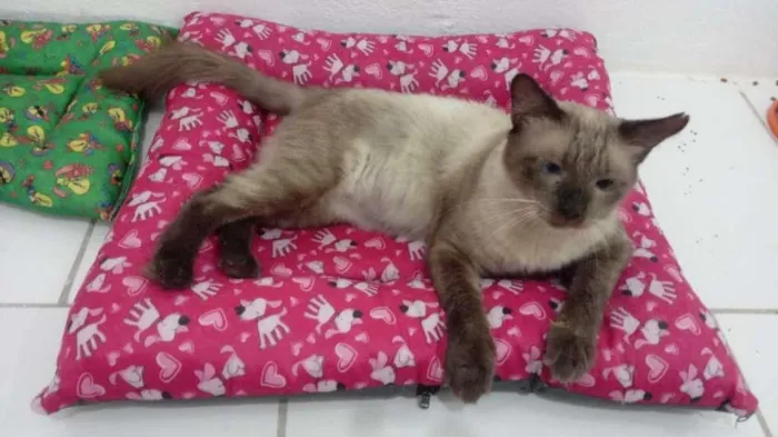 Gato ra a SRD-ViraLata idade 2 anos nome Harry