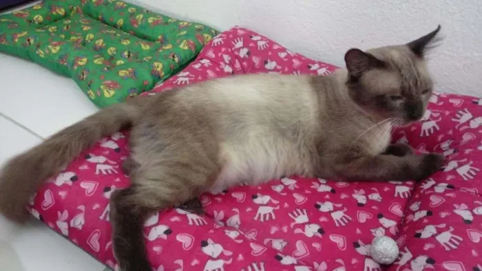Gato ra a SRD-ViraLata idade 2 anos nome Harry
