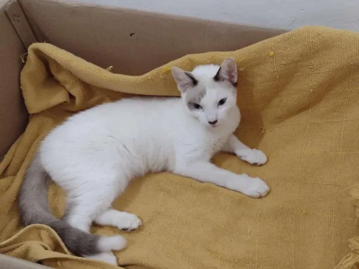Gato ra a SRD-ViraLata idade 2 a 6 meses nome Olaf