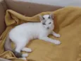 Olaf