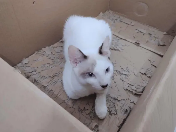 Gato ra a SRD-ViraLata idade 2 a 6 meses nome Olaf