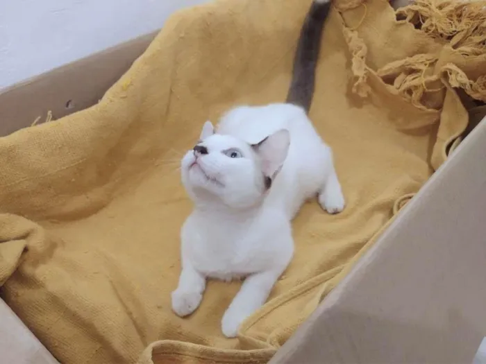 Gato ra a SRD-ViraLata idade 2 a 6 meses nome Olaf