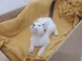 Olaf