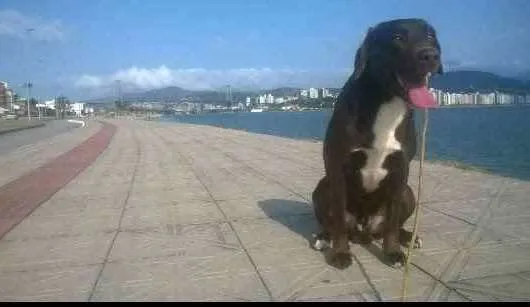 Cachorro ra a Labrador idade 6 ou mais anos nome Hulk