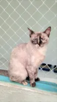 Tigresa
