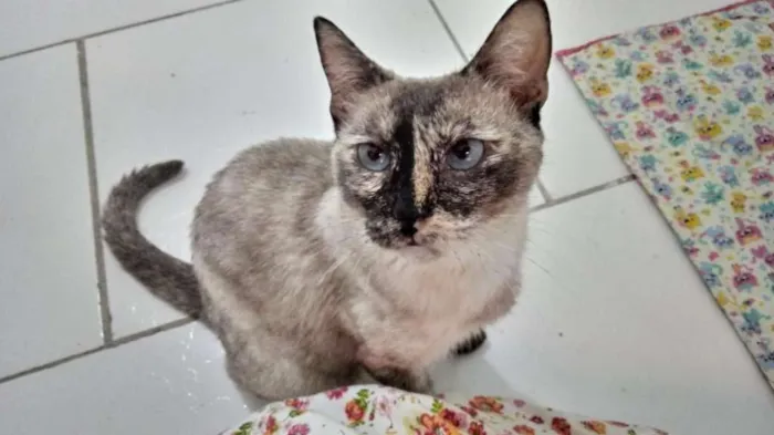 Gato ra a SRD-ViraLata idade 1 ano nome Tigresa