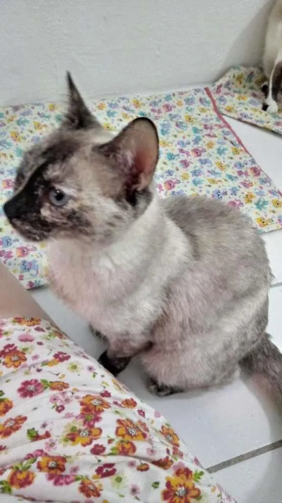 Gato ra a SRD-ViraLata idade 1 ano nome Tigresa