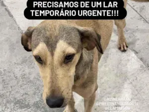 Cachorro raça SRD idade 2 anos nome Bob