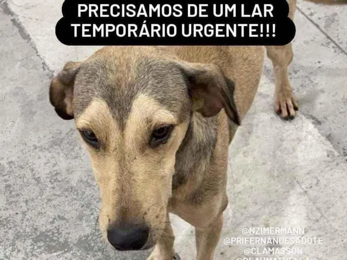 Cachorro ra a SRD idade 2 anos nome Bob