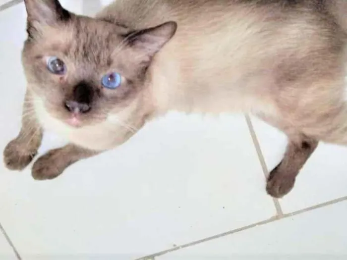 Gato ra a SRD-ViraLata idade 2 anos nome Harry