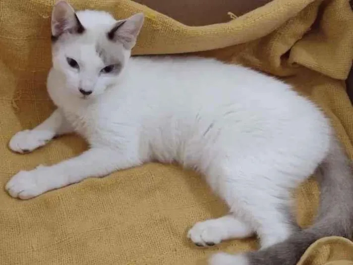 Gato ra a SRD-ViraLata idade 2 a 6 meses nome Olaf