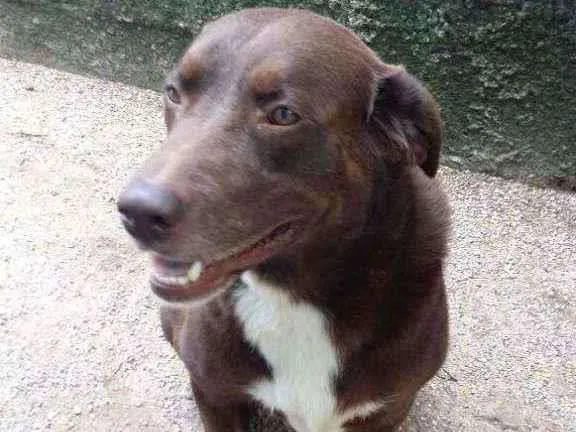 Cachorro ra a Labrador idade 6 ou mais anos nome Hulk