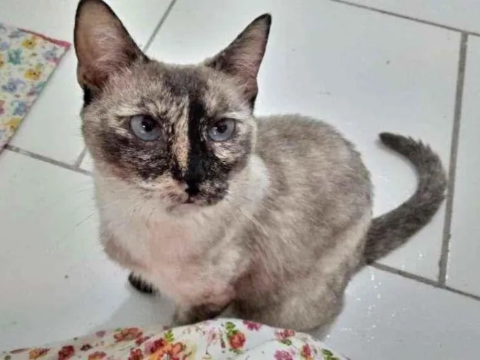 Gato ra a SRD-ViraLata idade 1 ano nome Tigresa