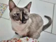 Tigresa