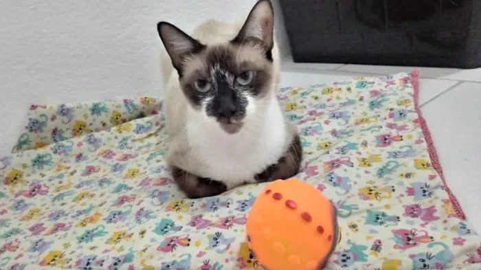 Gato ra a SRD-ViraLata idade 7 a 11 meses nome PERLA