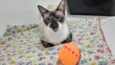 PERLA